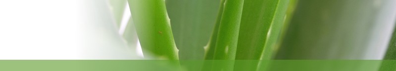 Aloe poradna